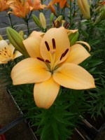 [5093 Menorca No01.JPG]